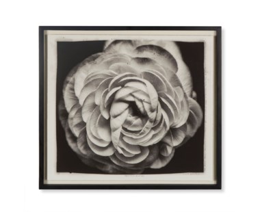 Andre Eichman - Black & White Flower